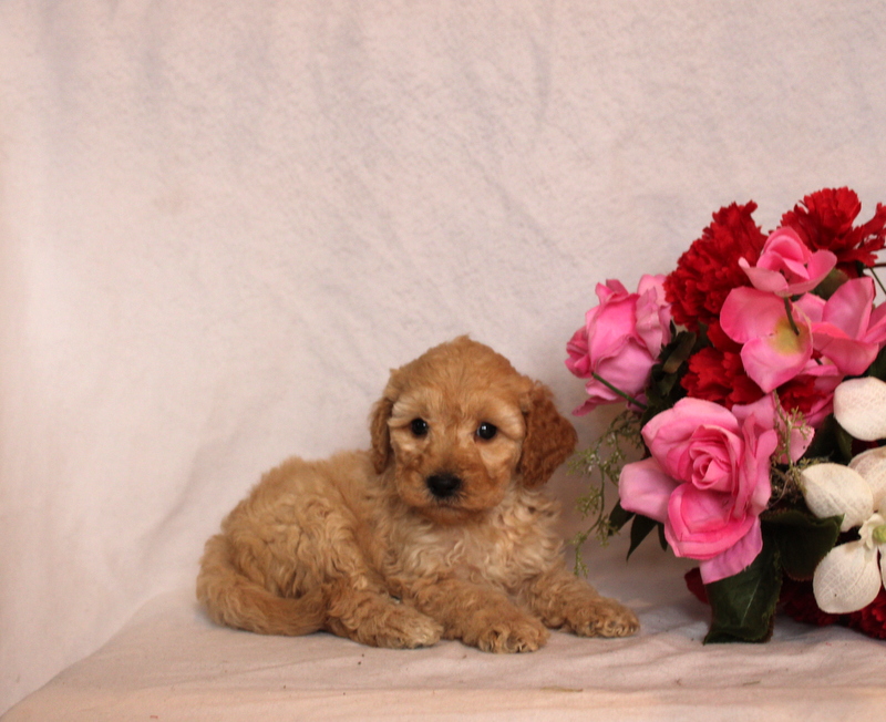 puppy, for, sale, Mini Goldendoodle F2B, Matthew B. Stoltzfus, dog, breeder, Gap, PA, dog-breeder, puppy-for-sale, forsale, nearby, find, puppyfind, locator, puppylocator, aca